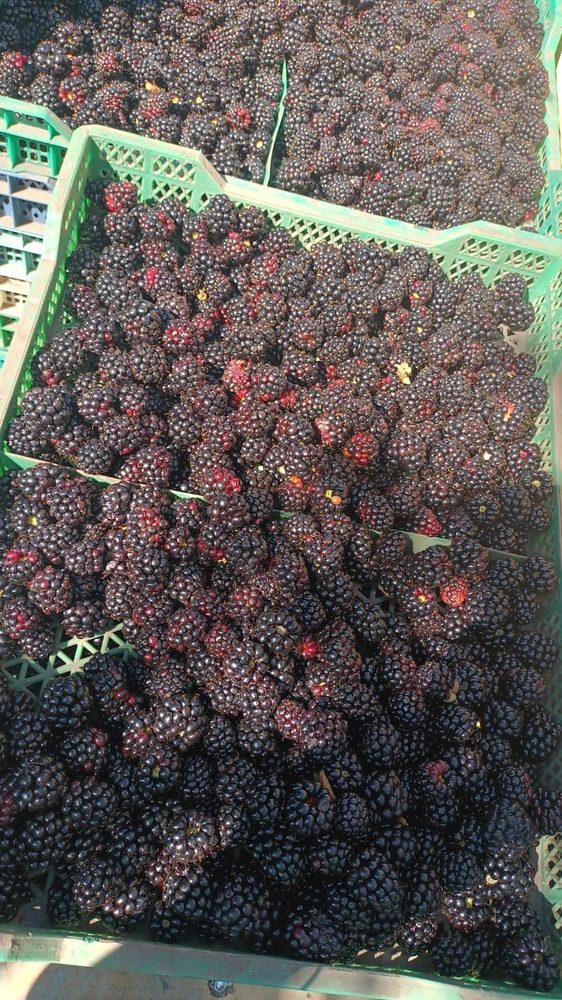 blackberry