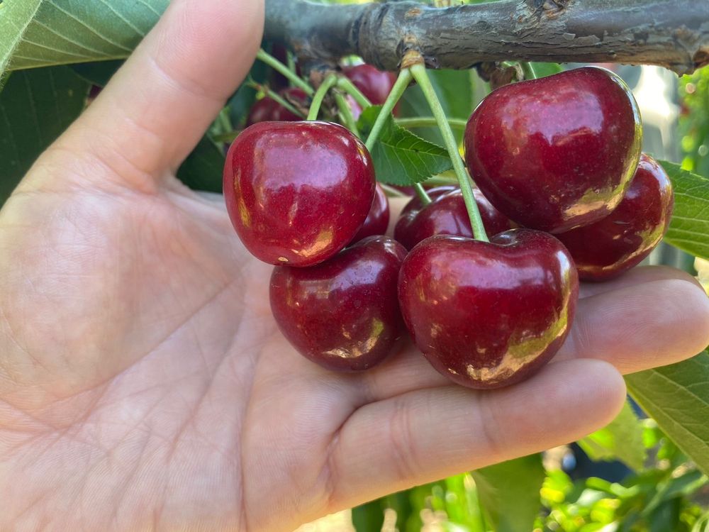 cherry