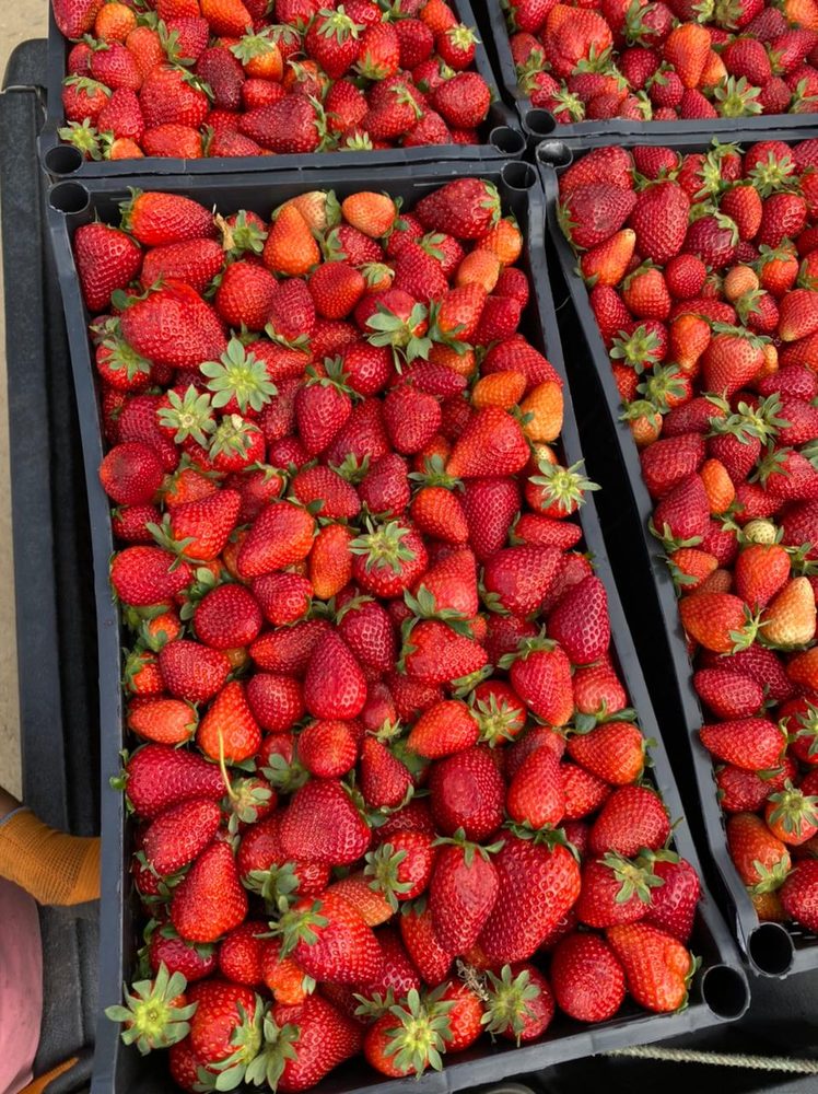 strawberry